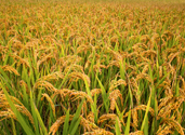 Padi field